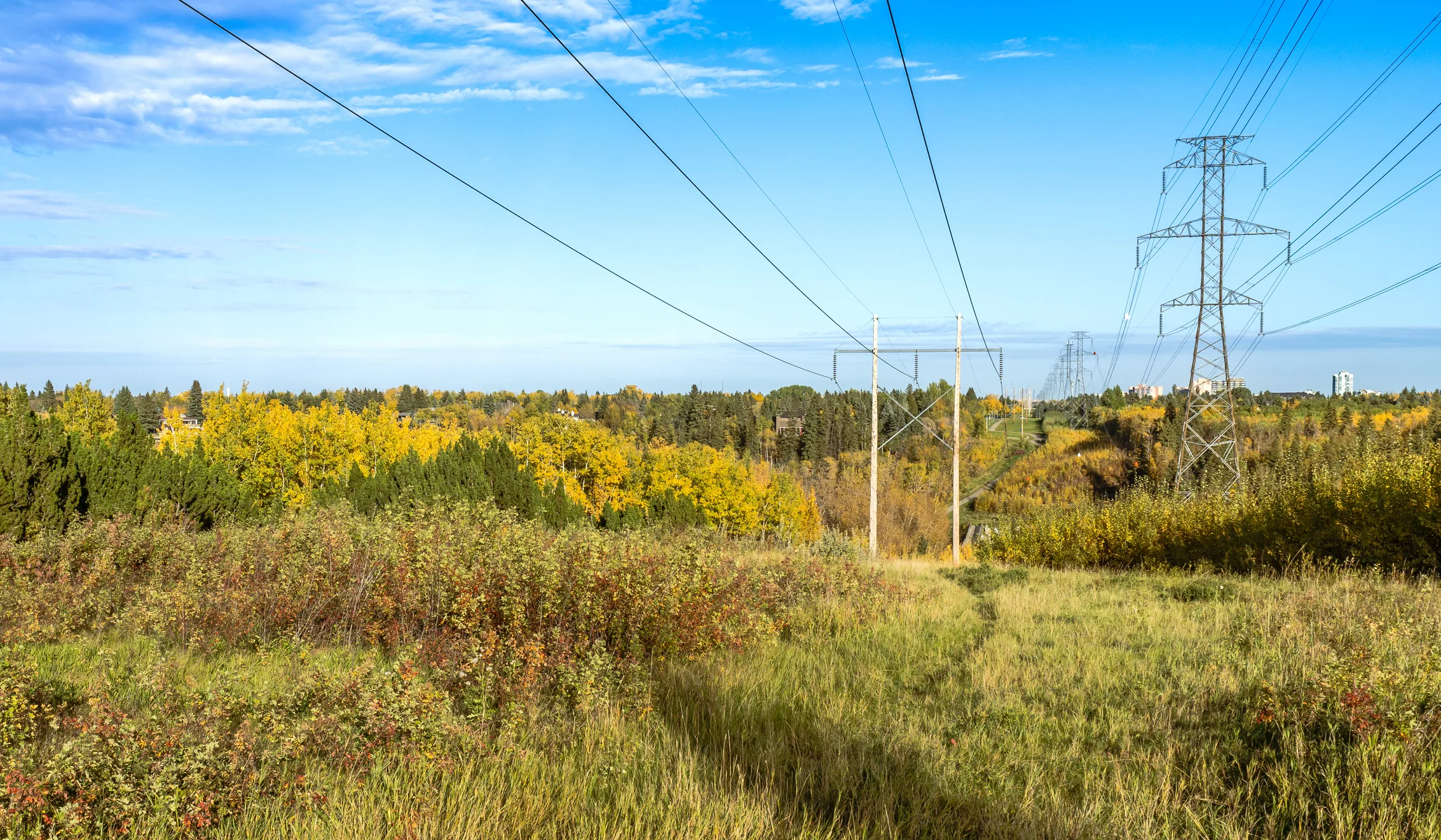 Integrated Vegetation Management Header Image