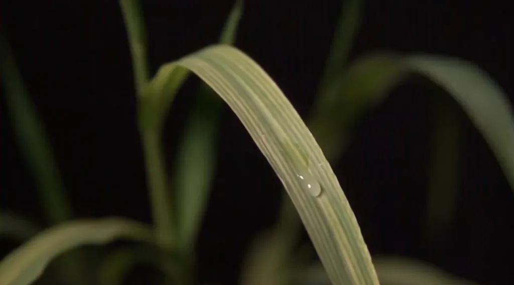 Non-Ionic Surfactants (NIS)