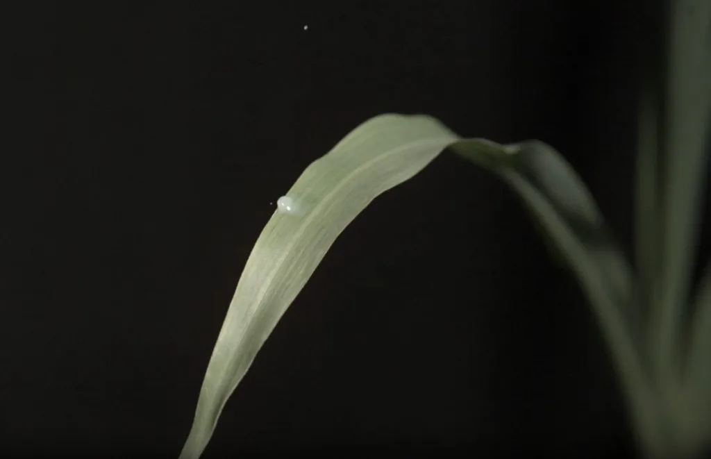 Crop Oil Concentrates